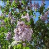 Paulovnia pretiahnutá - Paulownia elongata - semená paulovnia - 15 ks Paulovnia pretiahnutá - Paulownia elongata - semená paulovnia - 15 ks