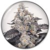 Medical Seeds Co. - Pink Sherbert 5 ks - Semená neobsahujú THC Medical Seeds Co. - Pink Sherbert 5 ks - Semená neobsahujú THC