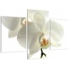 Obraz - orchidea (Obraz 90x60cm) Obraz - orchidea (Obraz 90x60cm)