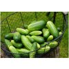 Bio Uhorka nakladačka Vorgebirgstrauben - Cucumis sativus - predaj bio semien - 10 ks Bio Uhorka nakladačka Vorgebirgstrauben - Cucumis sativus - predaj bio semien - 10 ks