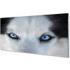 Sklenený obraz wolf Eyes 100x50 cm Sklenený obraz wolf Eyes 100x50 cm