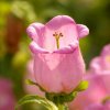 Zvonček zahradný Champion F1 Pink - Campanula medium - semená - 15 ks Zvonček zahradný Champion F1 Pink - Campanula medium - semená - 15 ks