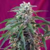 Sweet Seeds - Green Poison Auto 5 ks - Semená neobsahujú THC. Sweet Seeds - Green Poison Auto 5 ks - Semená neobsahujú THC.