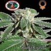 Big Buddha Seeds - Buddha Kush OG 5 ks - Semienka neobsahujú THC Big Buddha Seeds - Buddha Kush OG 5 ks - Semienka neobsahujú THC