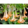 DATURA ORANŽOVÁ ANJELSKÉ TRÚBY BRUGMANSIA DATURA ORANŽOVÁ ANJELSKÉ TRÚBY BRUGMANSIA