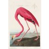 Plagát, Obraz - American Flamingo, John James Audubon, 61 × 91.5 cm Plagát, Obraz - American Flamingo, John James Audubon, 61 × 91.5 cm