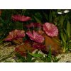 Nymphaea lotus 'Red' / cibulka / Nymphaea lotus 'Red' / cibulka /