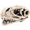Lebka dinosaura 14cm - akva. dekorácia Lebka dinosaura 14cm - akva. dekorácia