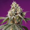 Sweet Seeds - Bruce Banner Auto 25 ks - Semená neobsahujú THC. Sweet Seeds - Bruce Banner Auto 25 ks - Semená neobsahujú THC.
