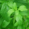 Stévia sladká - Stevia rebaudiana - semená - 15 ks Stévia sladká - Stevia rebaudiana - semená - 15 ks