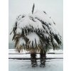 Trachycarpus Fortunei mrazuvzdorná palma do vašej záhrady do -20°C - semená Trachycarpus Fortunei mrazuvzdorná palma do vašej záhrady do -20°C - semená