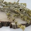 Mursalský čaj, ranhoj horský - vňať - Sideritis scardica - Herba sideritis scardica 1000 g Mursalský čaj, ranhoj horský - vňať - Sideritis scardica - Herba sideritis scardica 1000 g