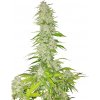 Nuka Seeds - Hobo Surfer 10 kusov - Semená neobsahujú THC Nuka Seeds - Hobo Surfer 10 kusov - Semená neobsahujú THC