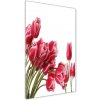 Vertikálny foto obraz akrylový Červené tulipány 50x100 cm Vertikálny foto obraz akrylový Červené tulipány 50x100 cm