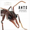 Ants: Workers of the World Ants: Workers of the World