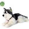 Veľký plyšový pes husky s postrojom 60 cm ECO-FRIENDLY Veľký plyšový pes husky s postrojom 60 cm ECO-FRIENDLY