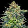 G13 Labs Seeds - London Cream Cake Auto 5 ks - Semená neobsahujú THC G13 Labs Seeds - London Cream Cake Auto 5 ks - Semená neobsahujú THC