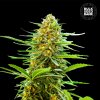 Bulk Seed Bank - Auto Banana Monkey 1000 ks - semená neobsahujú THC Bulk Seed Bank - Auto Banana Monkey 1000 ks - semená neobsahujú THC