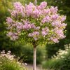 Orgován (Syringa) ´JOSEE´ - výška 80-100 cm, kont. C7L - NA KMIENKU Orgován (Syringa) ´JOSEE´ - výška 80-100 cm, kont. C7L - NA KMIENKU