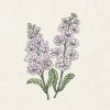 Jora Dahl Matthiola Incana Jora Dahl Matthiola Incana