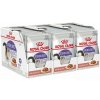 Royal Canin Sterilised Gravy v šťave 36 x 85 g