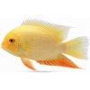 Aquascaperi Kančík červenooký zlatý -Heros / severum gold Aquascaperi Kančík červenooký zlatý -Heros / severum gold