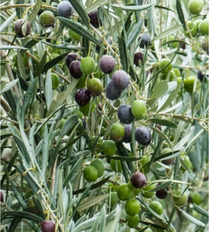Olivovník európsky ´Cipressino´ 80 - 100cm