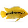 Aquascaperi Cichlida Mnohotrnná - Herotilapia / multispinosa Aquascaperi Cichlida Mnohotrnná - Herotilapia / multispinosa