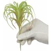 Umelá rastlina Tillandsia 14 cm Umelá rastlina Tillandsia 14 cm