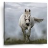 Sablio Obraz Biely kôň 3 - 50x50 cm Sablio Obraz Biely kôň 3 - 50x50 cm