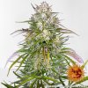 Barney's Farm Wedding Cake Auto neobsahuje THC 3 ks Barney's Farm Wedding Cake Auto neobsahuje THC 3 ks