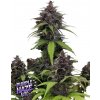 Fast Buds Cannabis Seeds Purple Haze Auto 5 ks Fast Buds Cannabis Seeds Purple Haze Auto 5 ks