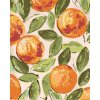 ZUTY Maľovanie podľa čísel ZÁTIŠIE POMARANČE HALEY BUSH Rámovanie vypnuté plátno na rám Rozmer 80 x 100 cm