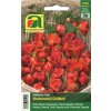 AUSTROSAAT Chilli paprika zvončeková - 1 bal. AUSTROSAAT Chilli paprika zvončeková - 1 bal.