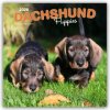 Dachshund Puppies Dackel Welpen 16-Monats 2026