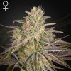 Green House Seed - Cloud Walker 10 ks - Semená neobsahujú THC Green House Seed - Cloud Walker 10 ks - Semená neobsahujú THC