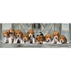 Clementoni Puzzle 1000 Beagles Clementoni Puzzle 1000 Beagles
