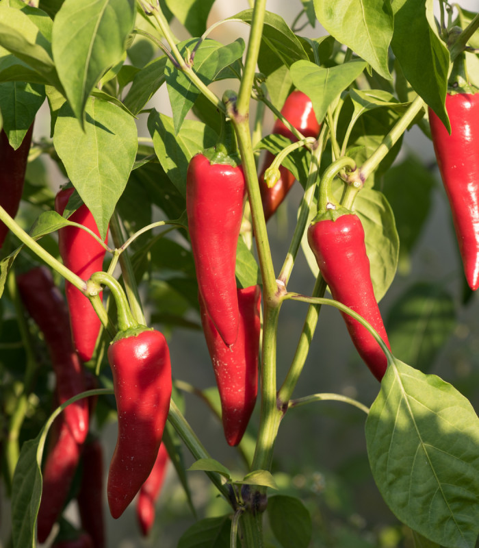 Bio Chilli Kajenské korenie - Capsicum annuum - bio semená chilli - 7 ks