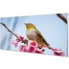 Nástenný panel Vták na vetve 100x50 cm Nástenný panel Vták na vetve 100x50 cm