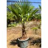 Trachycarpus fortunei s výškou kmeňa 20-30 cm Trachycarpus fortunei s výškou kmeňa 20-30 cm