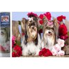 Norimpex Diamantové maľovanie Psíci v ružiach 30 x 40 cm Norimpex Diamantové maľovanie Psíci v ružiach 30 x 40 cm