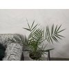 Phoenix canariensis Phoenix canariensis