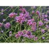 Železník argentínsky (Verbena bonariensis) ´LOLLIPOP´ - kont. P13 Železník argentínsky (Verbena bonariensis) ´LOLLIPOP´ - kont. P13