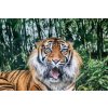 DIMEX | Vliesové fototapety na stenu Tiger sumaterský MS-5-0580 | 375 x 250 cm | zelená, biela, čierna, oranžová + Vliesová fototapeta na stenu DIMEX Tiger sumaterský MS50580 v rozmere 375 x 250 cm DIMEX | Vliesové fototapety na stenu Tiger sumaterský MS-5-0580 | 375 x 250 cm | zelená, biela, čierna, oranžová + Vliesová fototapeta na stenu DIMEX Tiger sumaterský MS50580 v rozmere 375 x 250 cm