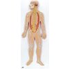 Nervový systém, 1/2 životná veľkosť (Anatomické modely) Nervový systém, 1/2 životná veľkosť (Anatomické modely)