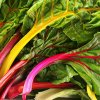 Rainbow (semená) mangold Rainbow (semená) mangold