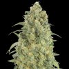 Advanced Seeds - Auto Strawberry Gum 3 ks - semená neobsahujú THC Advanced Seeds - Auto Strawberry Gum 3 ks - semená neobsahujú THC