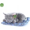 Rappa Plyšový pes francouzský buldoček ležící 23 cm ECO-FRIENDLY Rappa Plyšový pes francouzský buldoček ležící 23 cm ECO-FRIENDLY