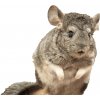 Činčila vlnatá - Chinchilla lanigera Činčila vlnatá - Chinchilla lanigera