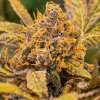 High Speed Buds - High Voltage Fast 3 ks - Semienka neobsahujú THC High Speed Buds - High Voltage Fast 3 ks - Semienka neobsahujú THC